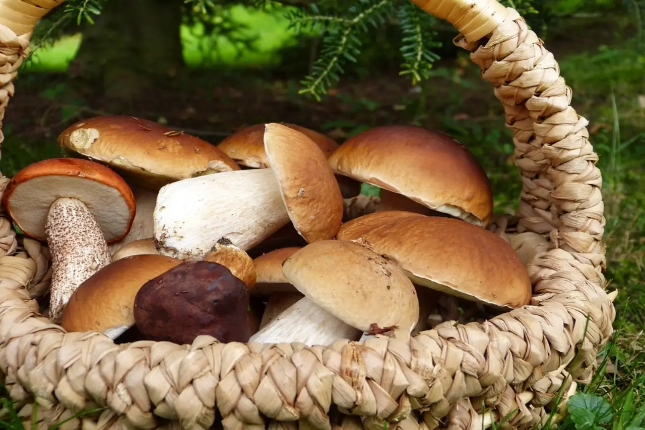 Quattro sagre da non perdere in autunno in Italia Quattro sagre da non perdere in autunno in Italia