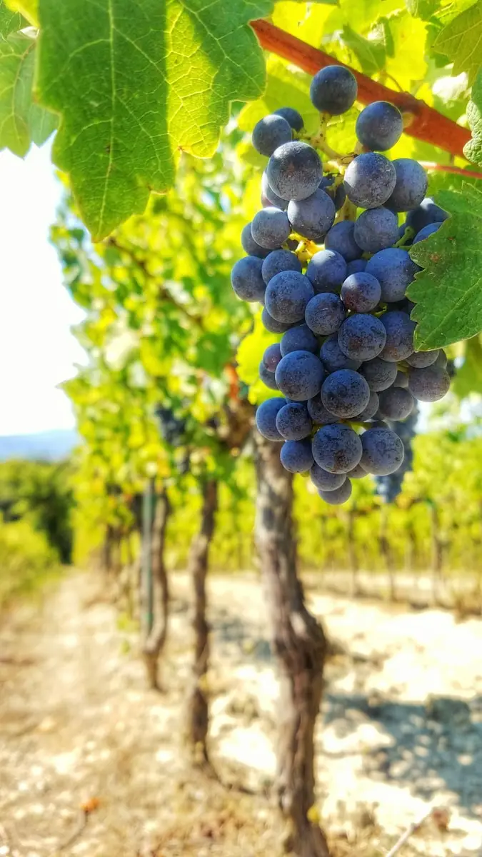 Quattro sagre da non perdere in autunno in Italia SP - Stand gastronomici con caldarroste e vino