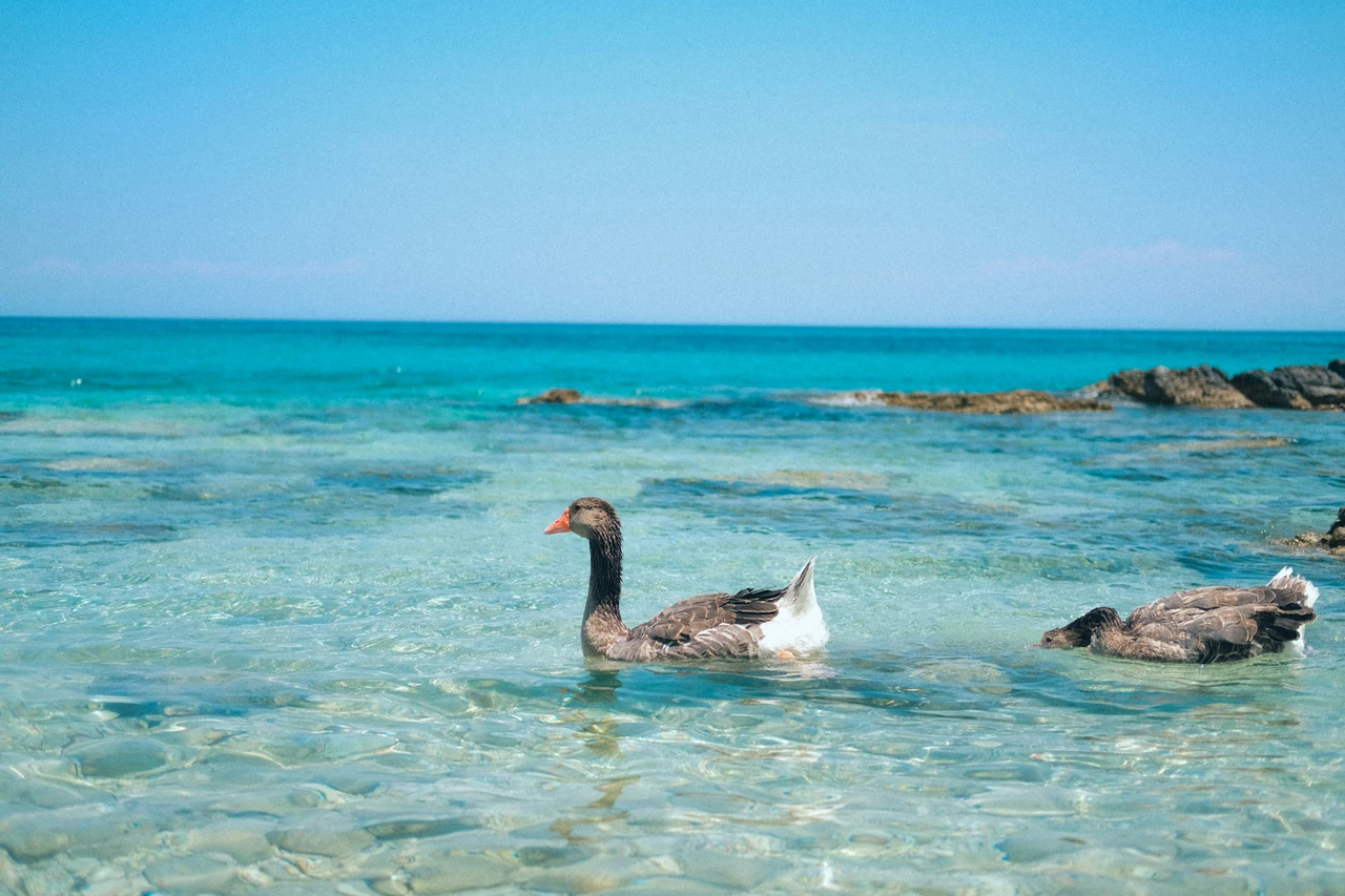 Le tre spiagge più selvagge della Sardegna Le tre spiagge più selvagge della Sardegna